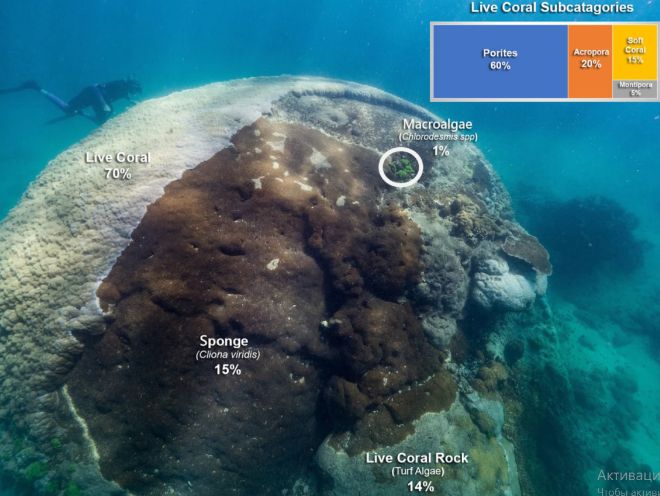 У берегов Австралии обнаружили коралл возрастом более 400 лет (ФОТО)