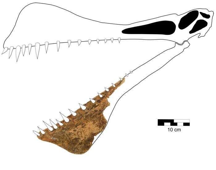 В Австралии обнаружили скелет древнего «дракона» (ФОТО)