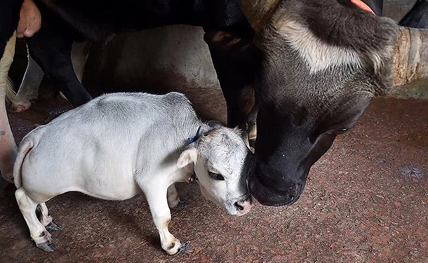 В Бангладеш умерла самая маленькая корова в мире (ФОТО)