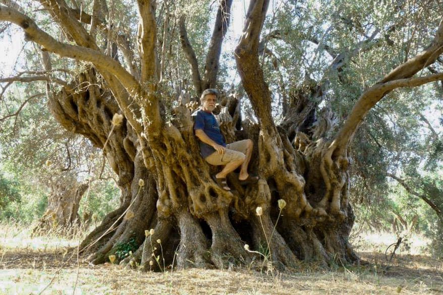 На греческом острове сгорело оливковое дерево возрастом 2500 лет (ФОТО)