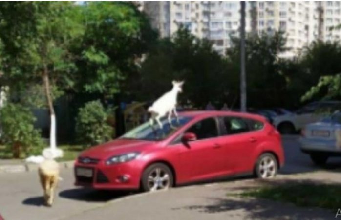 На Позняках в Киеве коза оказалась на крыше авто (ФОТО)