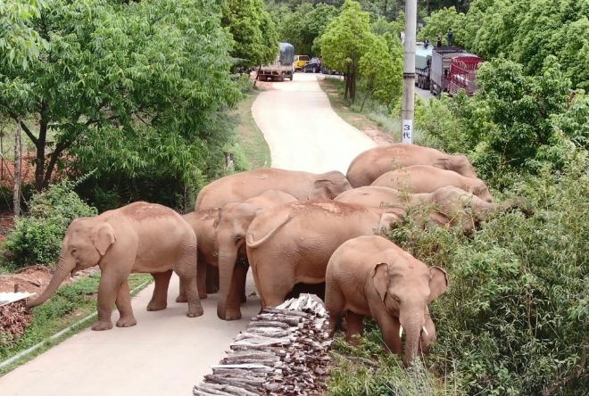 Стадо диких слонов совершило «экскурсию» по Китаю (ФОТО)