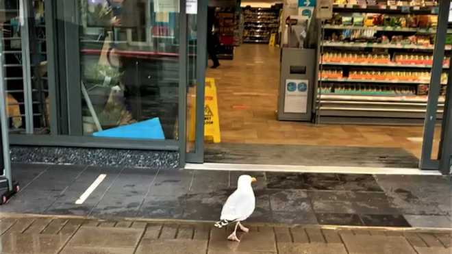 В Великобритании чайка виртуозно ворует еду из магазинов (ВИДЕО)