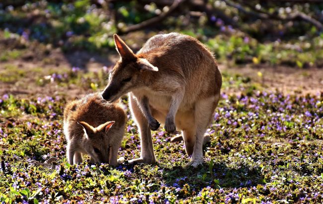 В зоопарке Бердянска спасли малыша-кенгуру (ВИДЕО)