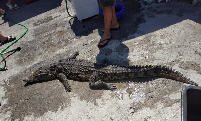 Крокодил на Арабатской стрелке выловлен мертвым (ФОТО)