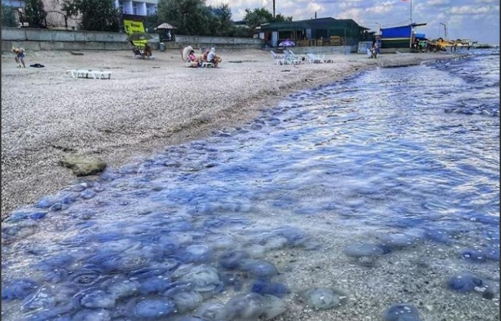 Медузы продолжают атаковать пляжи Кирилловки (ВИДЕО)