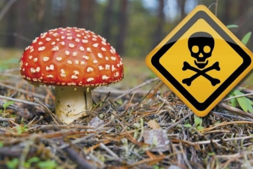 На Львовщине зафиксирована первая смерть от отравления грибами