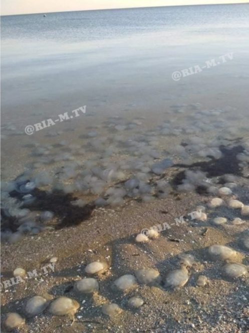 На курорте на Азовском море туристы ужаснулись «кладбищу» медуз (ВИДЕО)