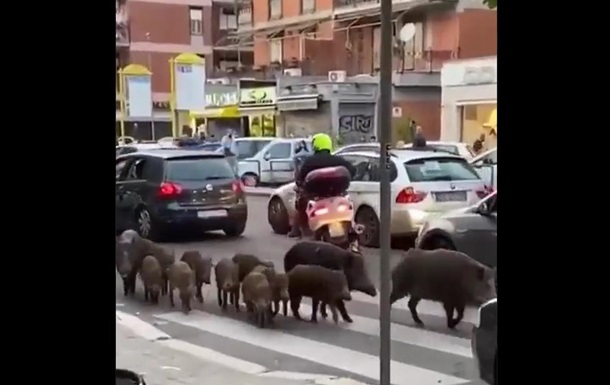 На улице Рима увидели стадо диких кабанов (ВИДЕО)