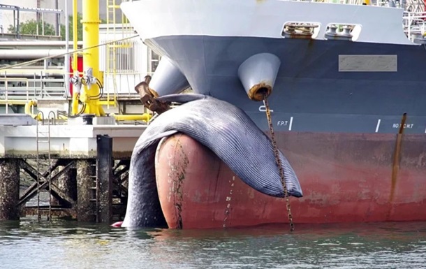В японский порт прибыл танкер с 10-метровым мертвым китом на носу (ФОТО)