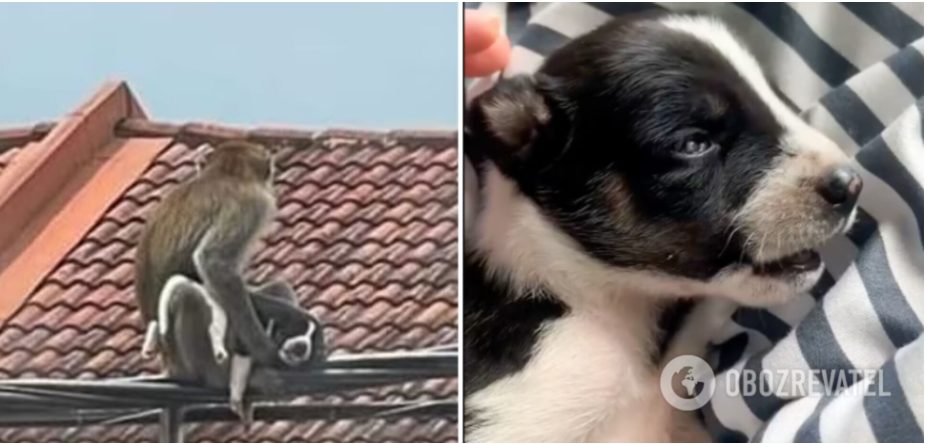В Малайзии обезьяна украла щенка и три дня лазила с ним по деревьям (ФОТО, ВИДЕО)