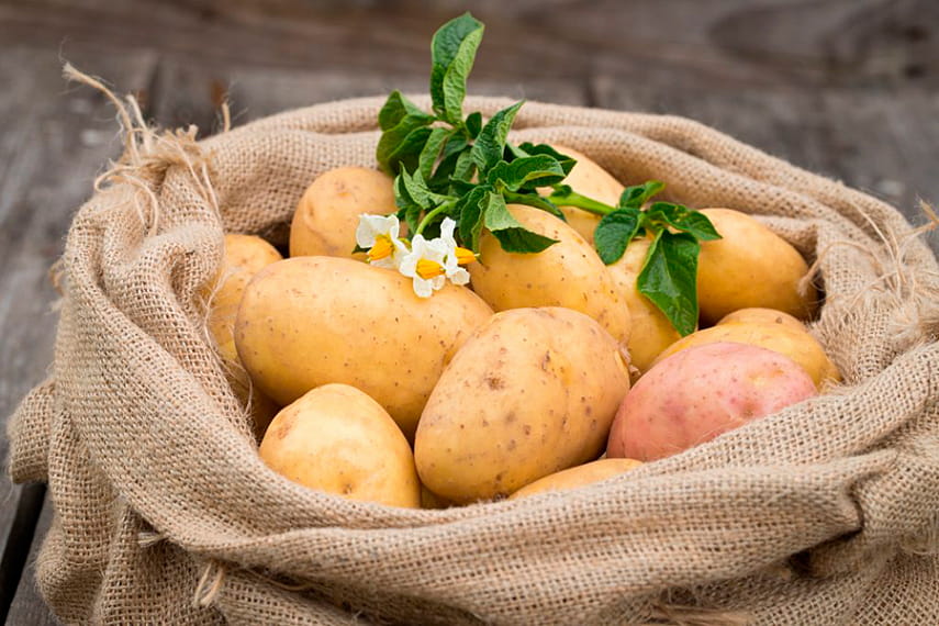 Эксперты прогнозируют дефицит картофеля в Украине