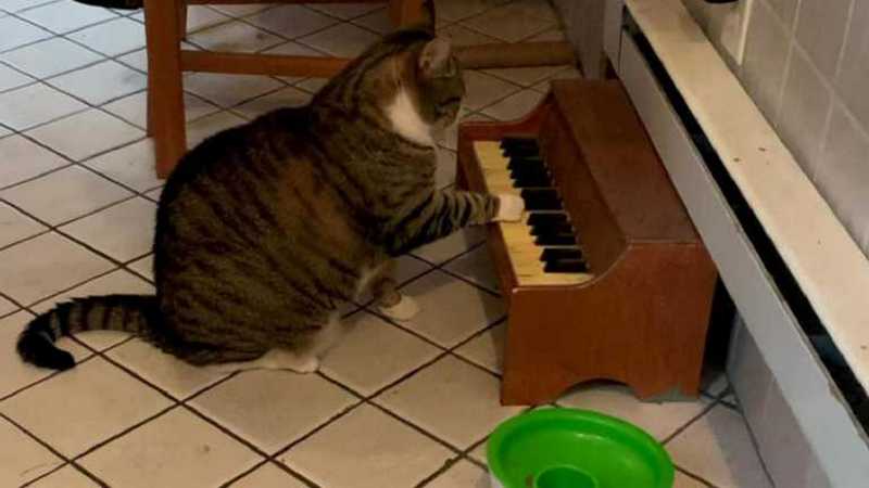 Кот научился играть на пианино, чтобы напоминать хозяйке, что пора обедать (ВИДЕО)