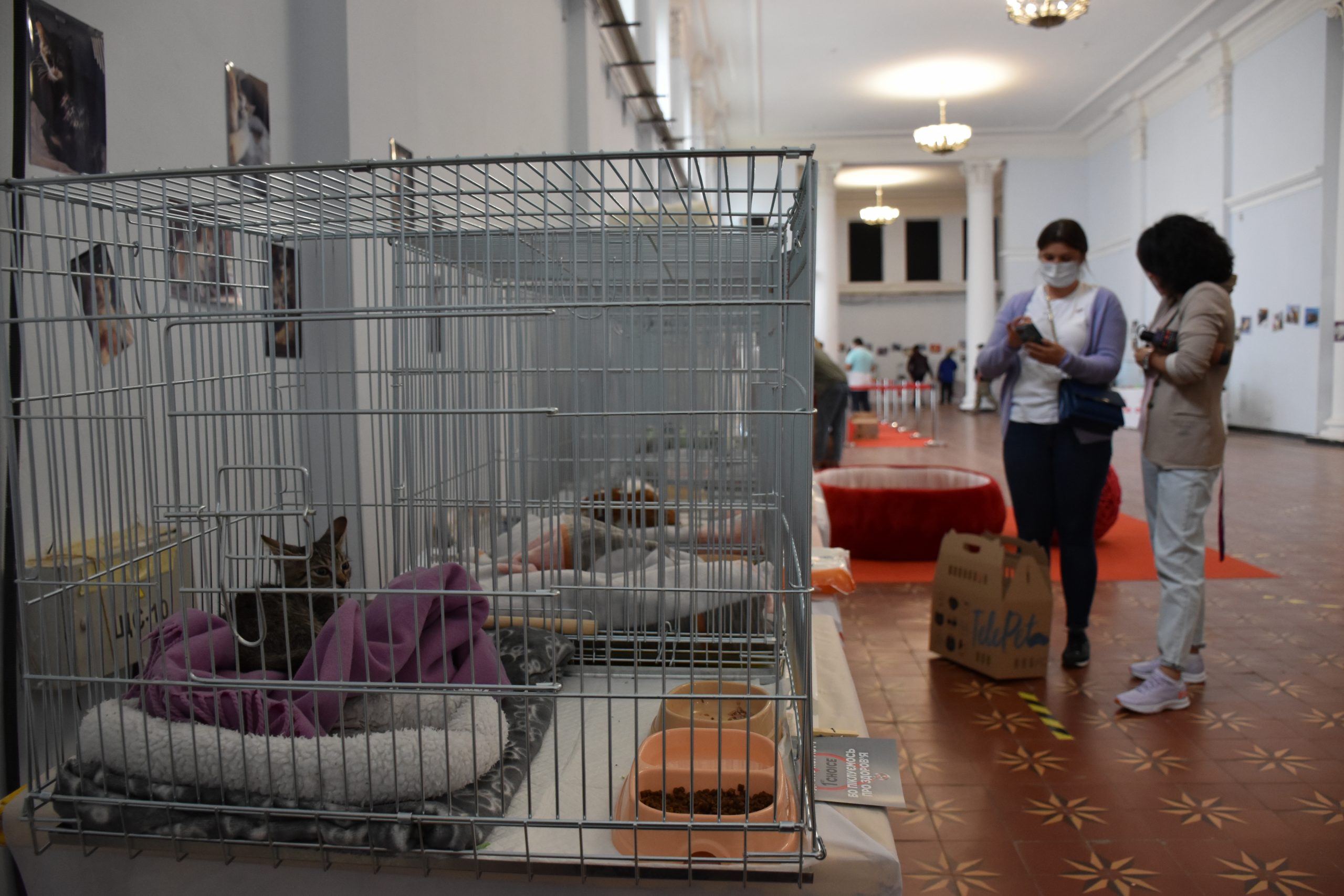 В Киеве проходит выставка беспризорных котов