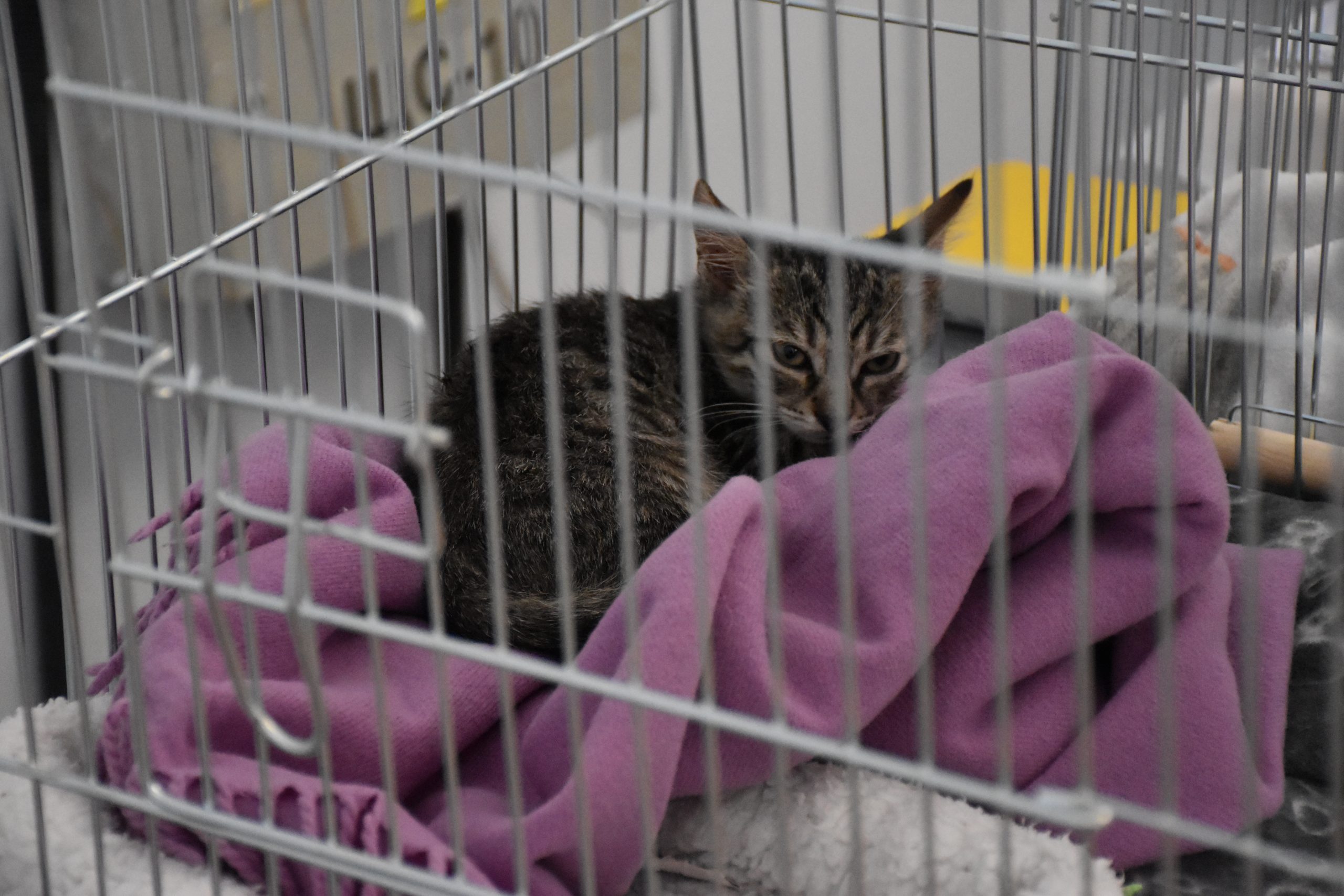 В Киеве проходит выставка беспризорных котов