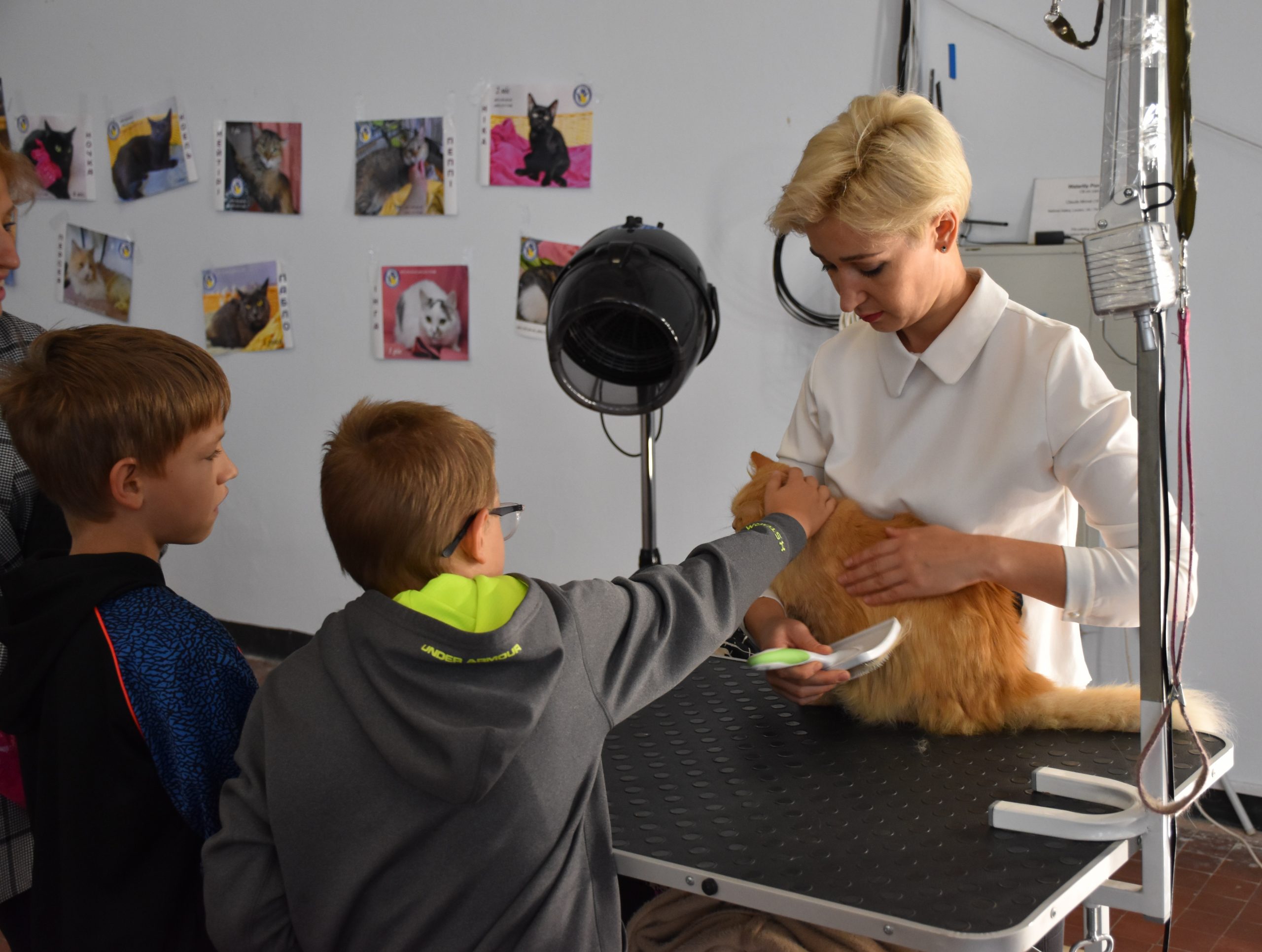 В Киеве проходит выставка беспризорных котов