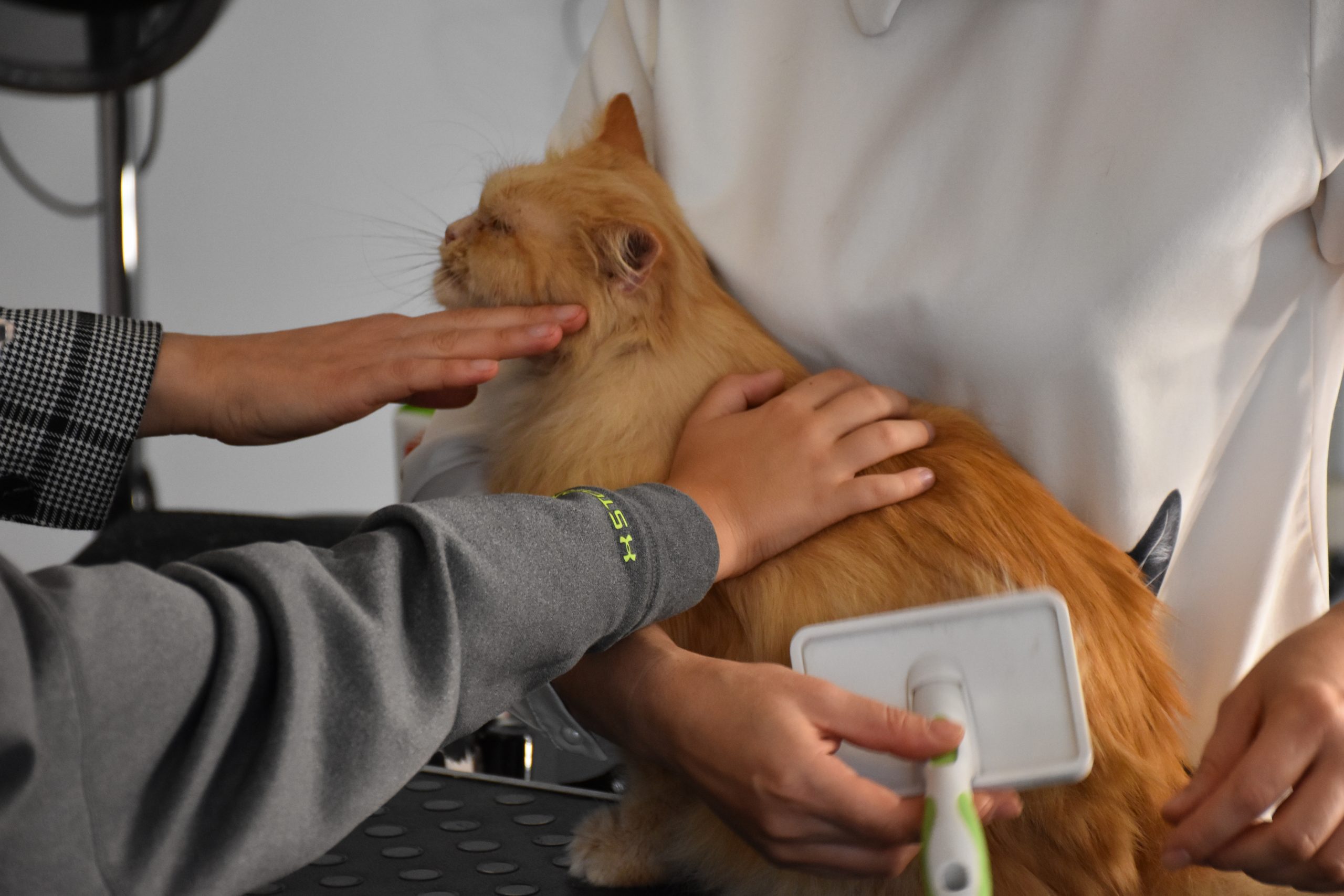 В Киеве проходит выставка беспризорных котов