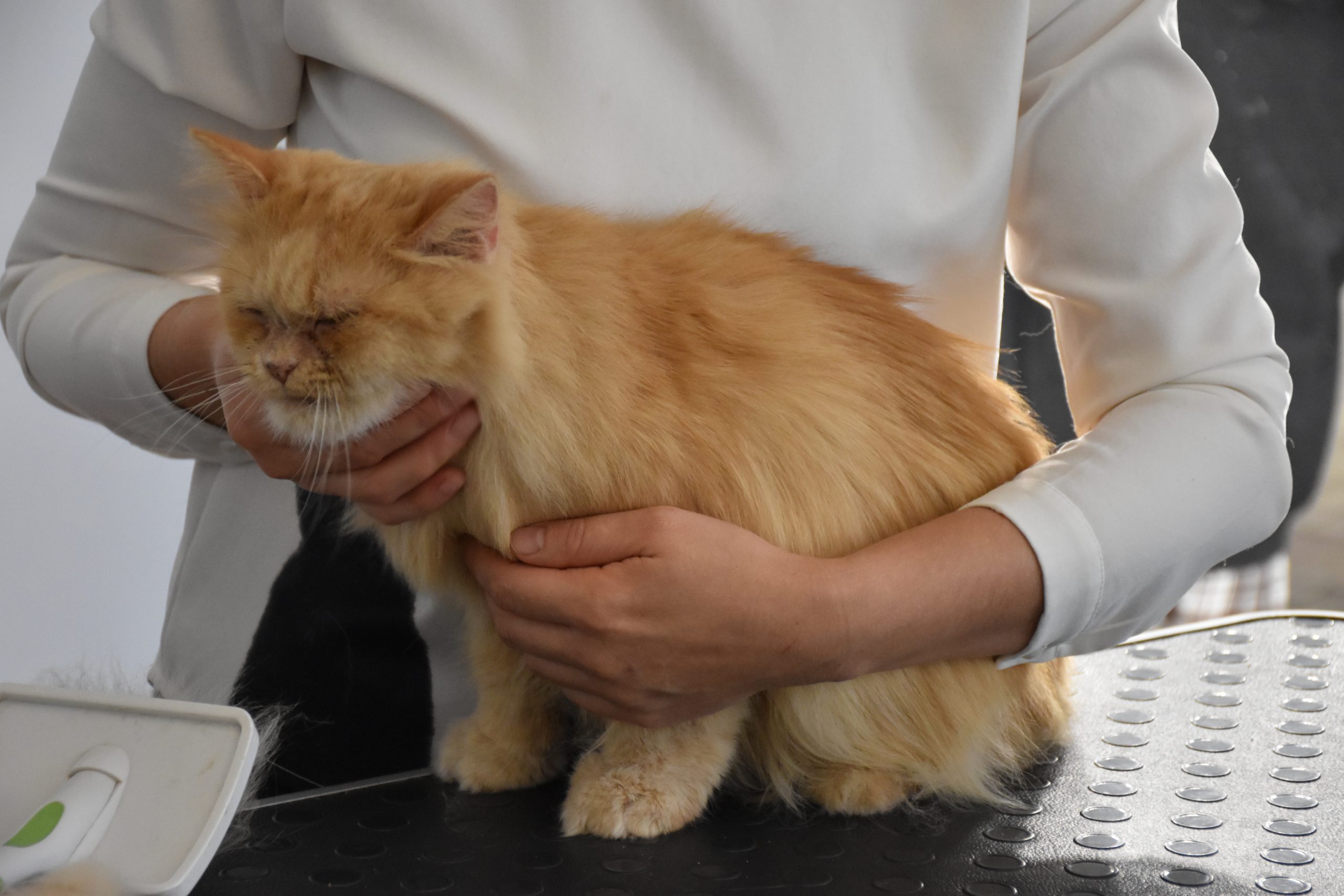 В Киеве проходит выставка беспризорных котов