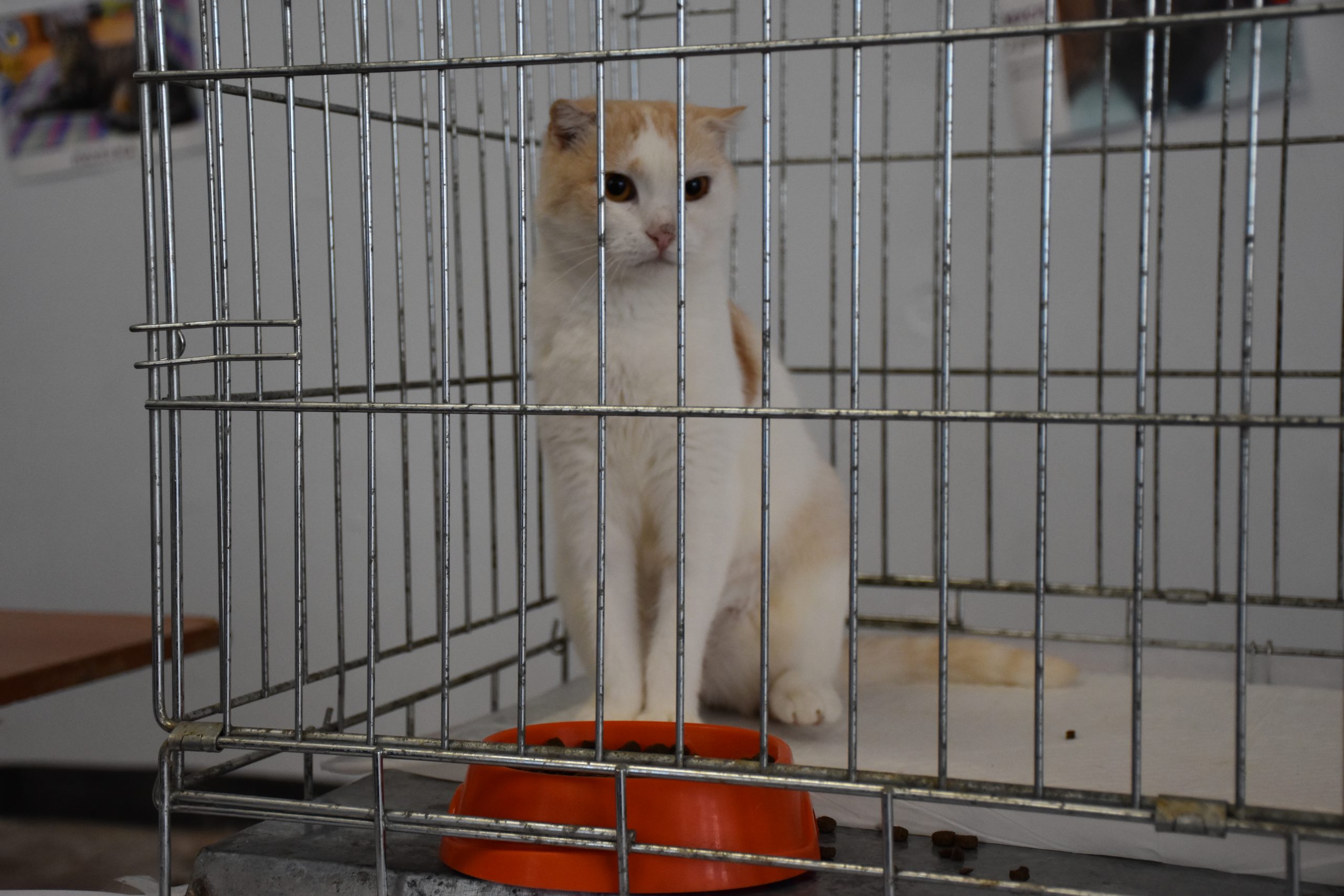 В Киеве проходит выставка беспризорных котов