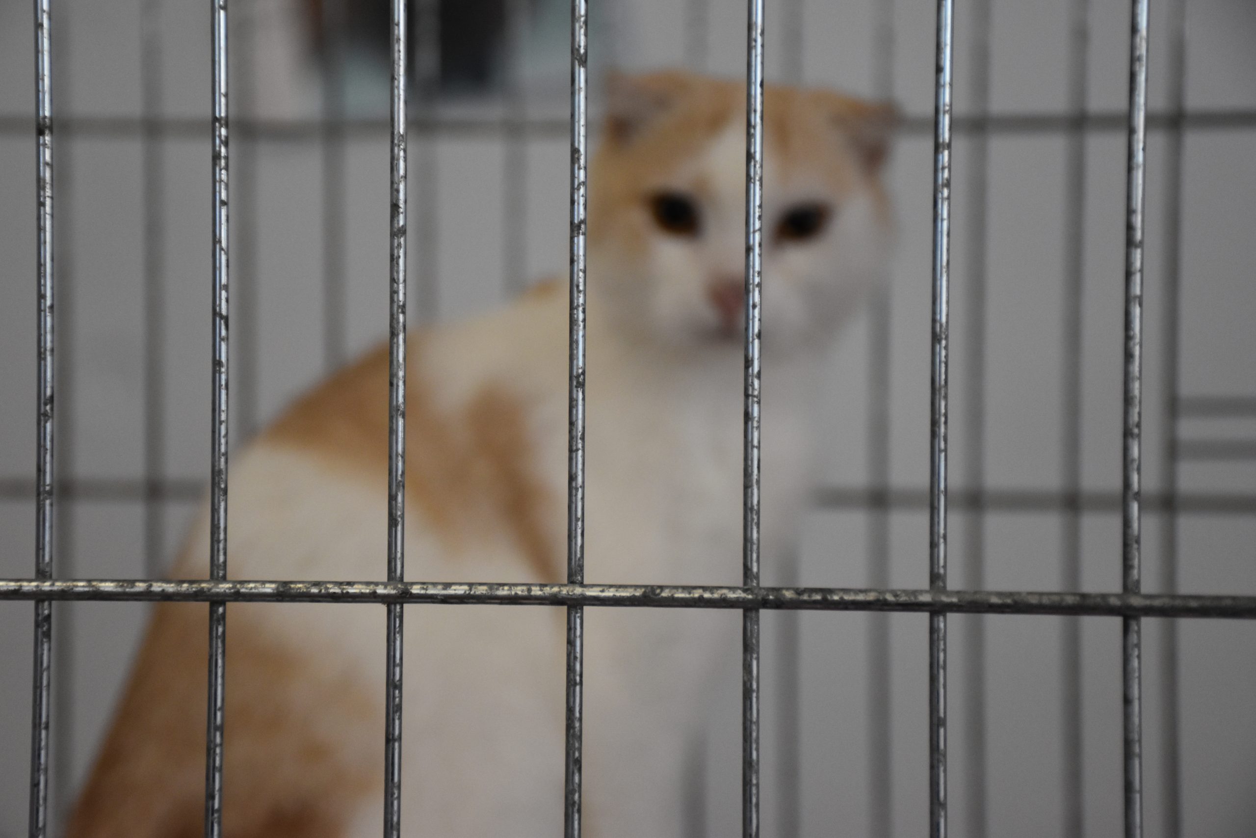 В Киеве проходит выставка беспризорных котов