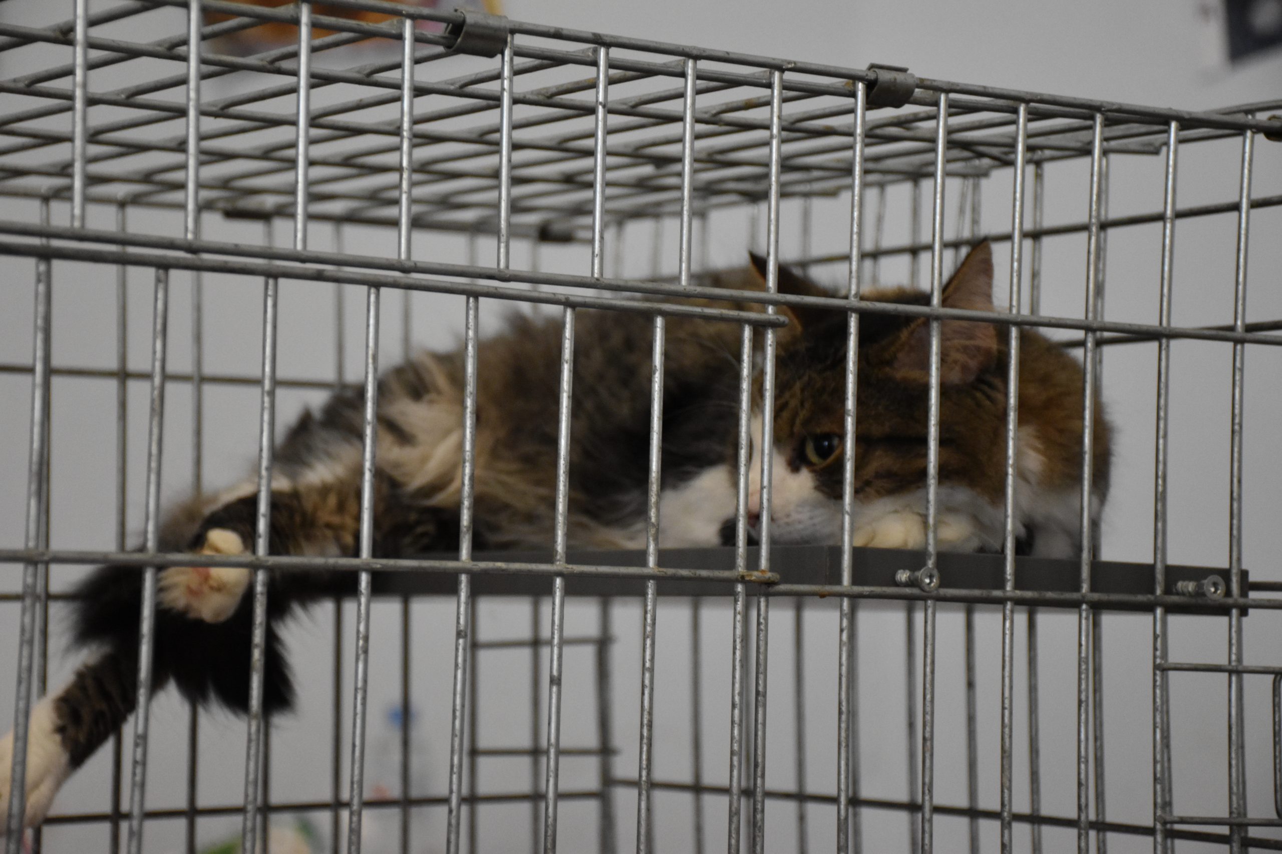 В Киеве проходит выставка беспризорных котов