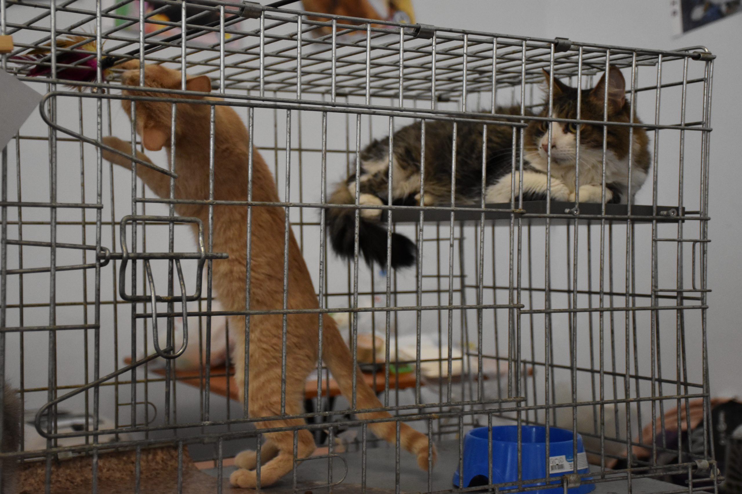 В Киеве проходит выставка беспризорных котов