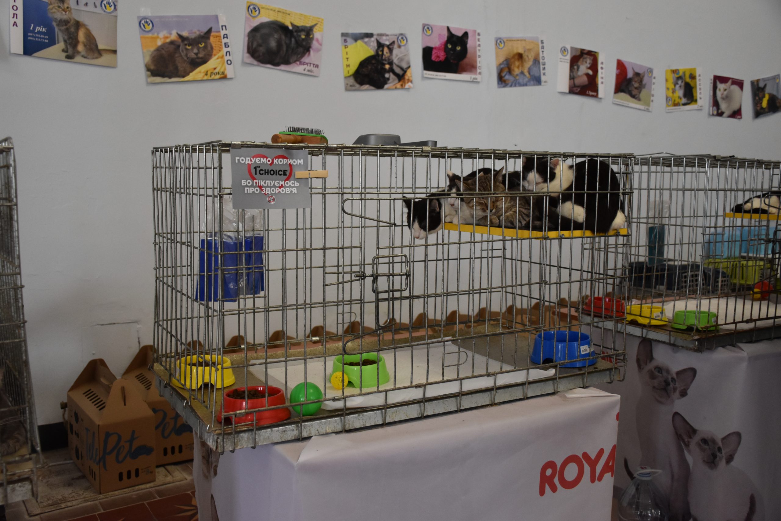 В Киеве проходит выставка беспризорных котов