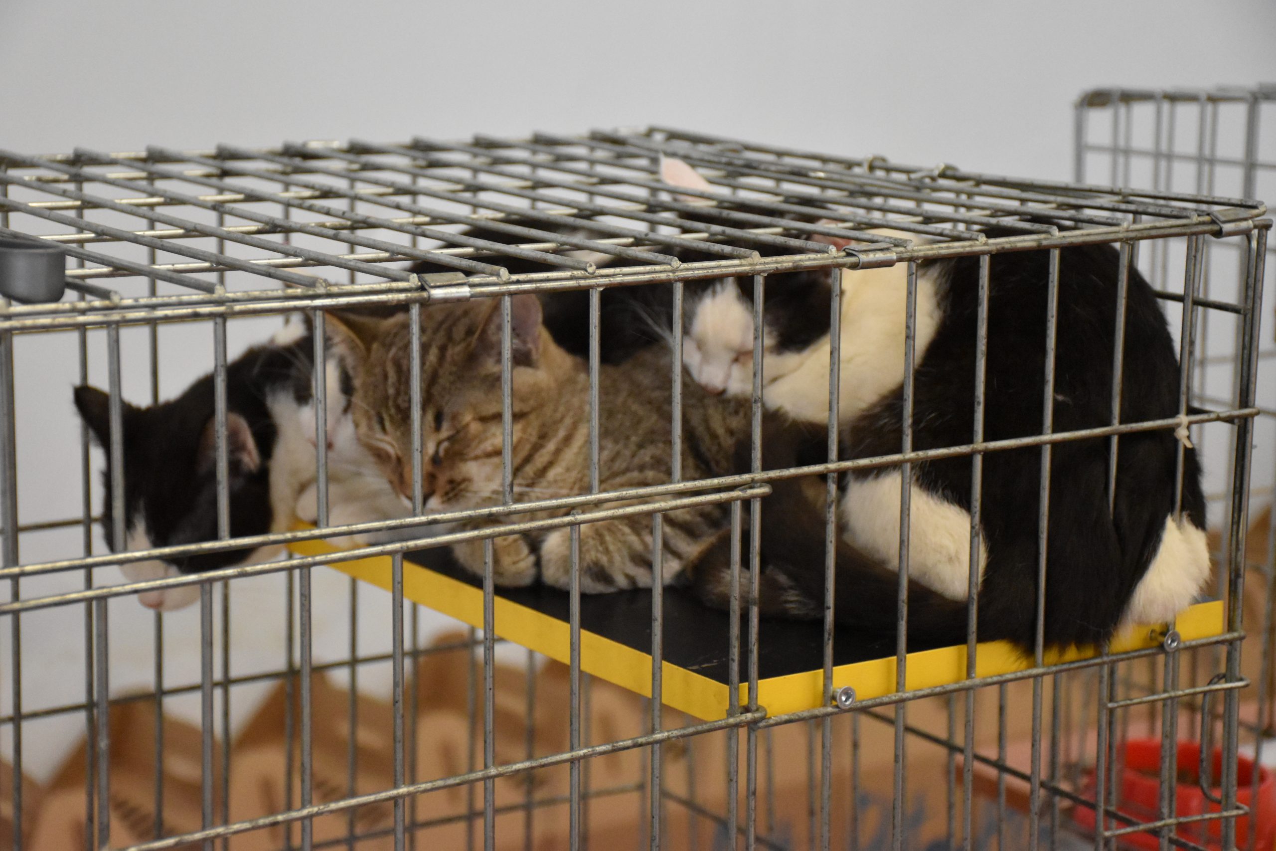 В Киеве проходит выставка беспризорных котов