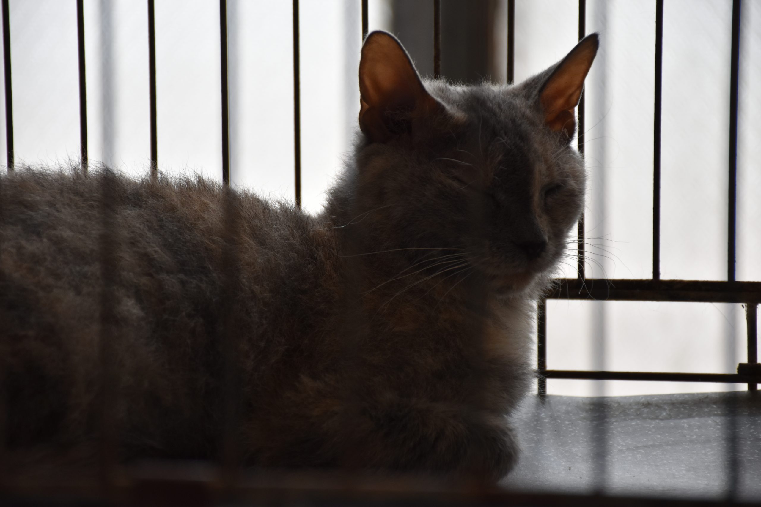 В Киеве проходит выставка беспризорных котов