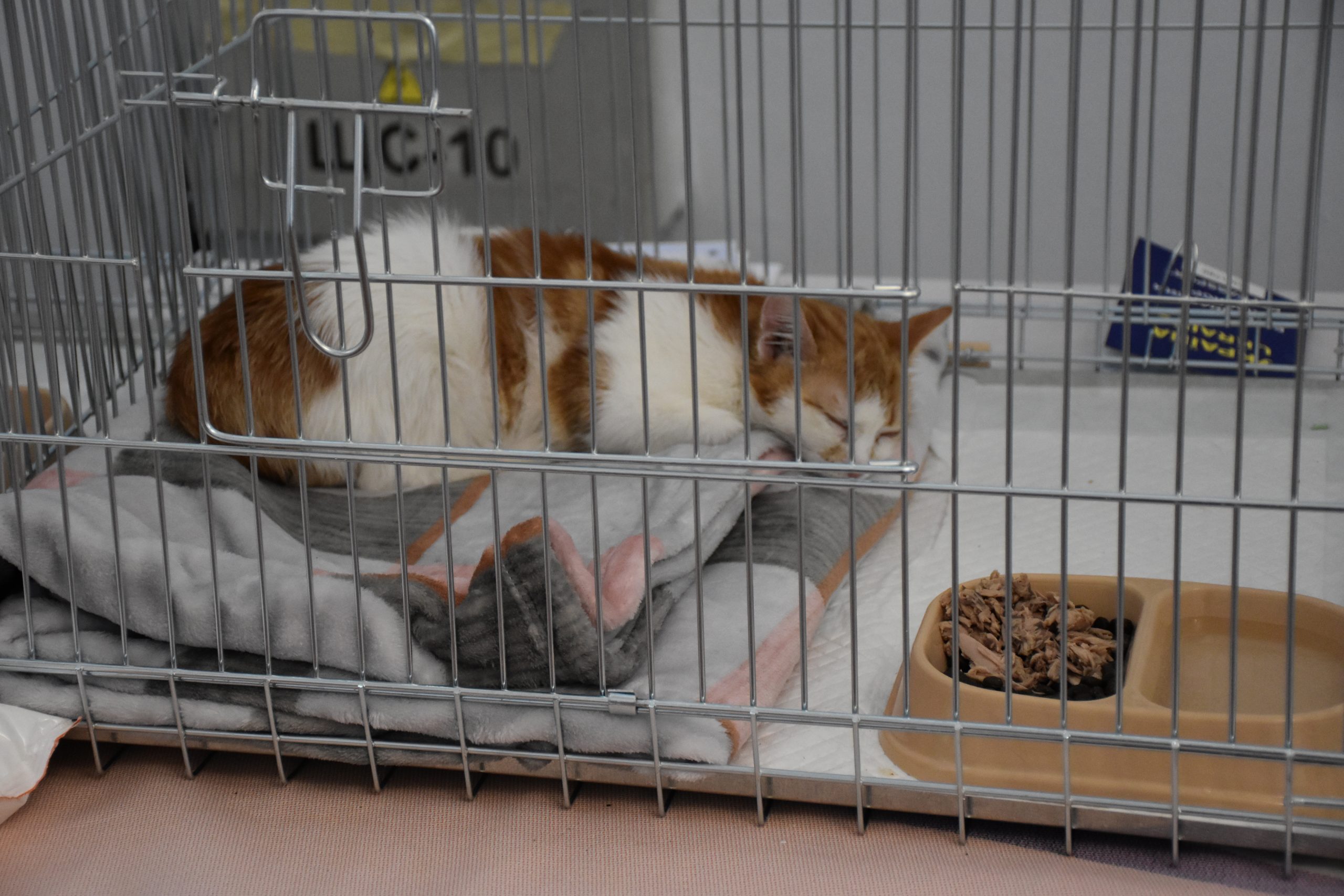 В Киеве проходит выставка беспризорных котов