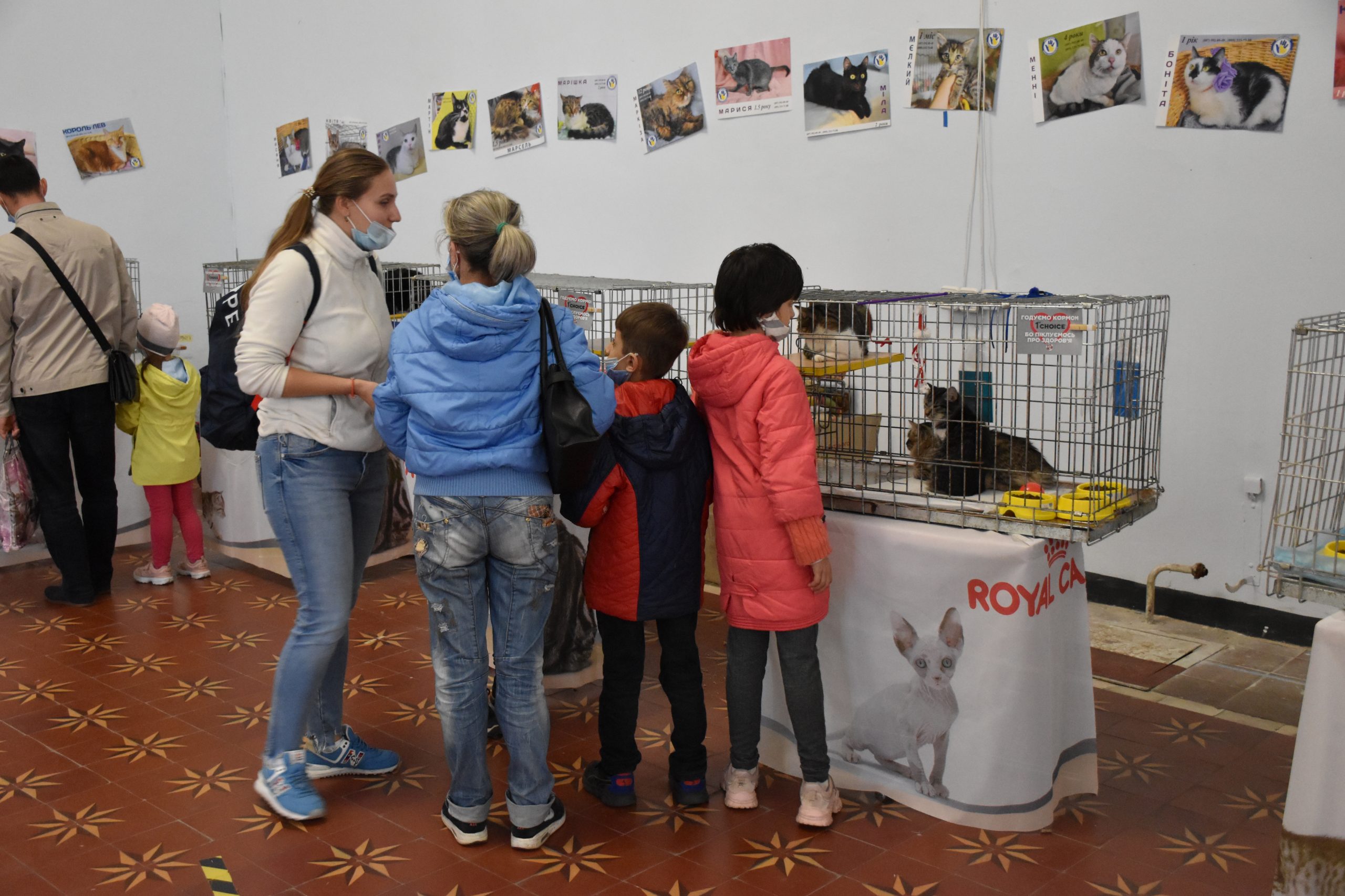 В Киеве проходит выставка беспризорных котов