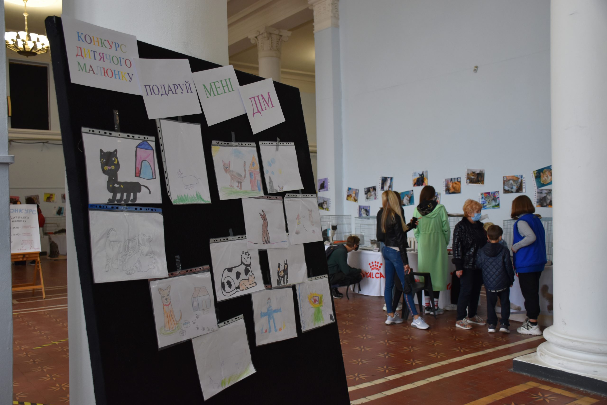 В Киеве проходит выставка беспризорных котов