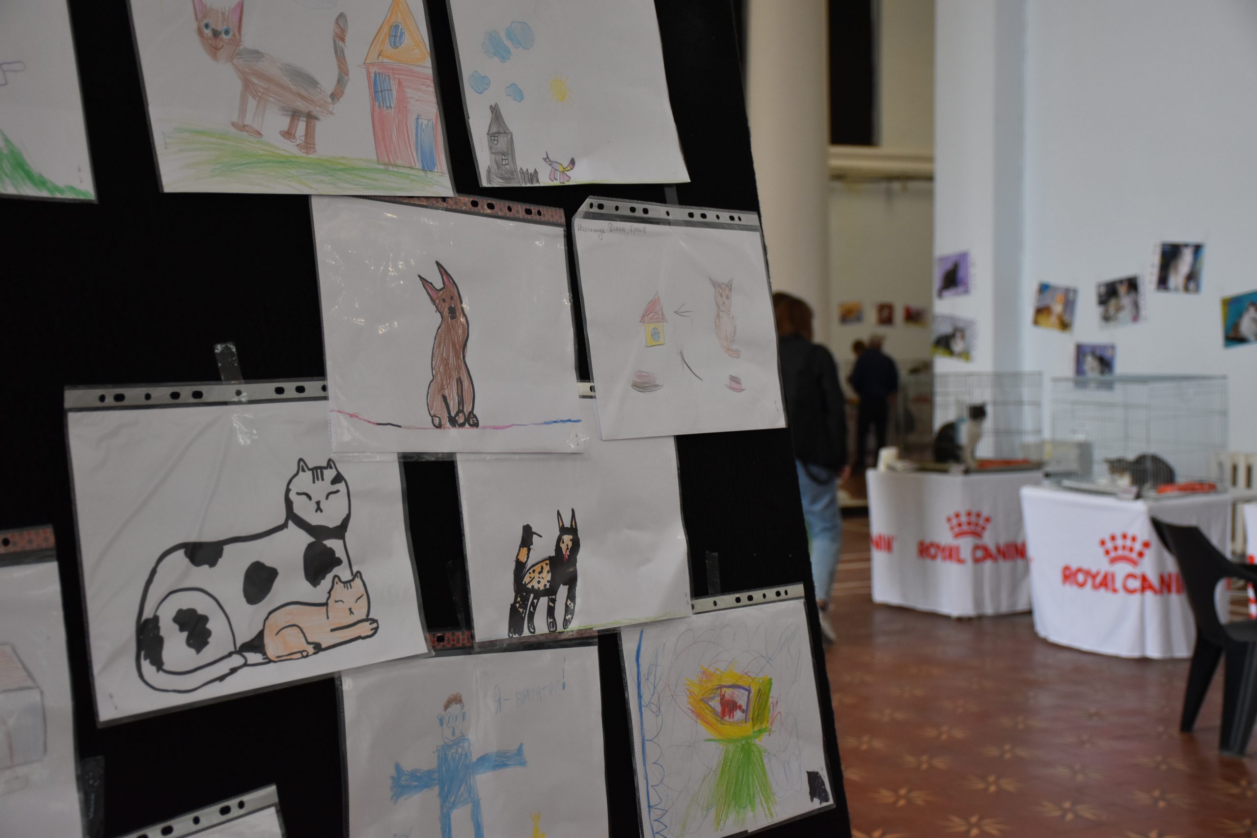 В Киеве проходит выставка беспризорных котов