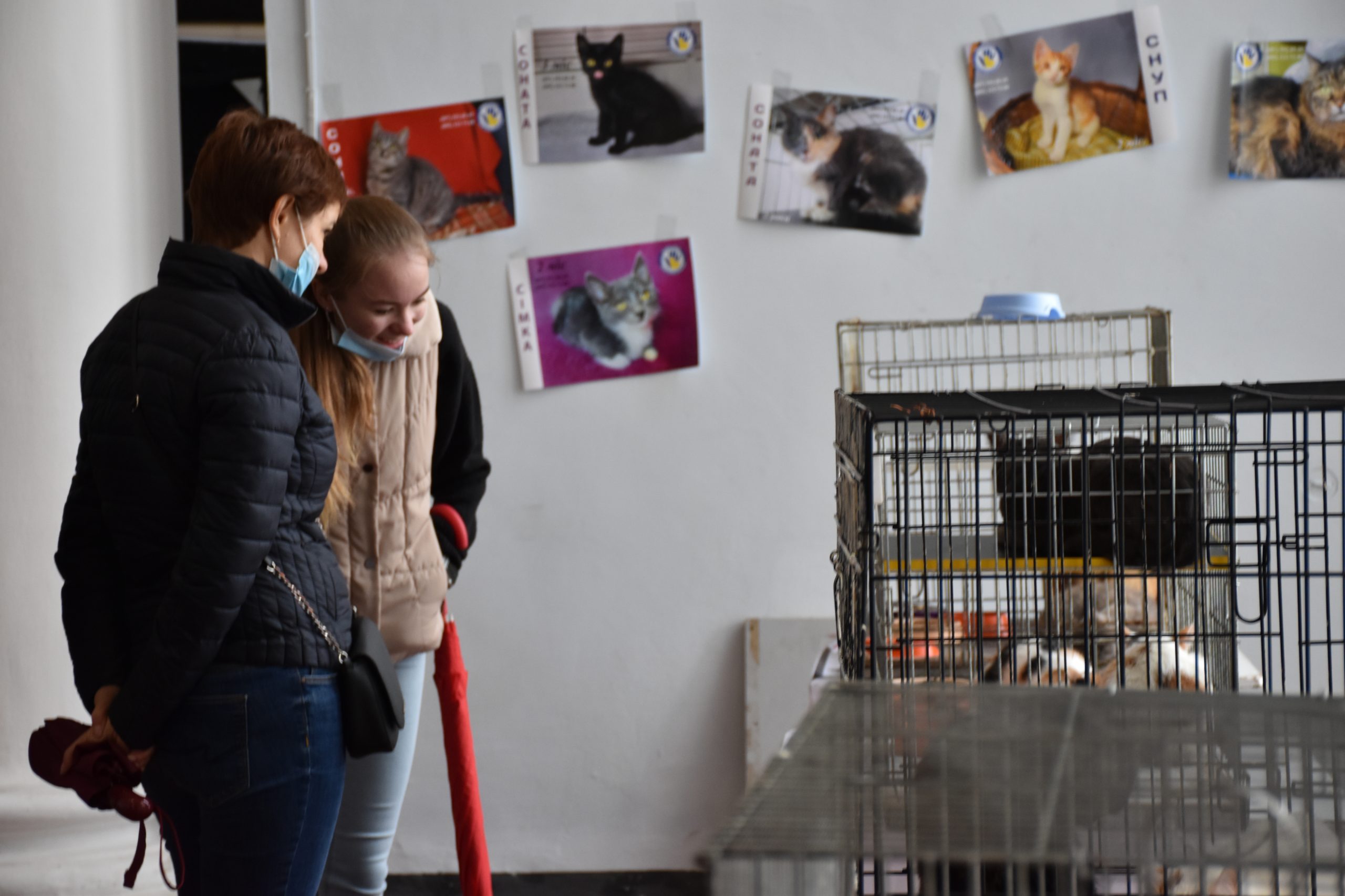 В Киеве проходит выставка беспризорных котов