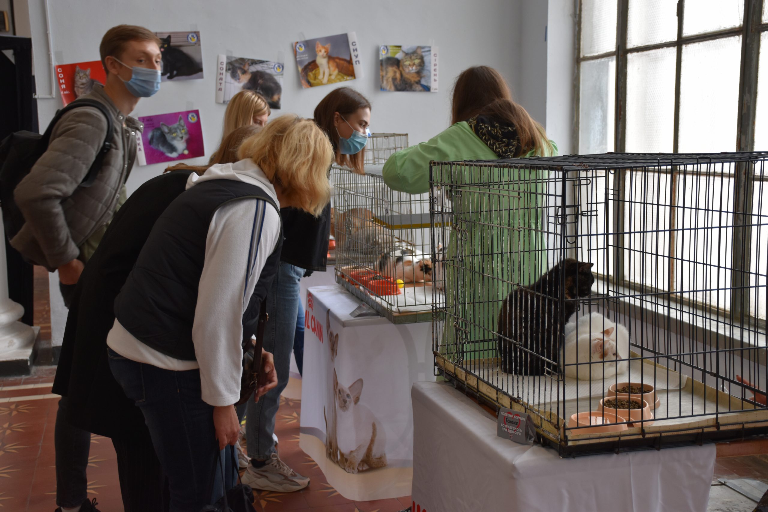 В Киеве проходит выставка беспризорных котов