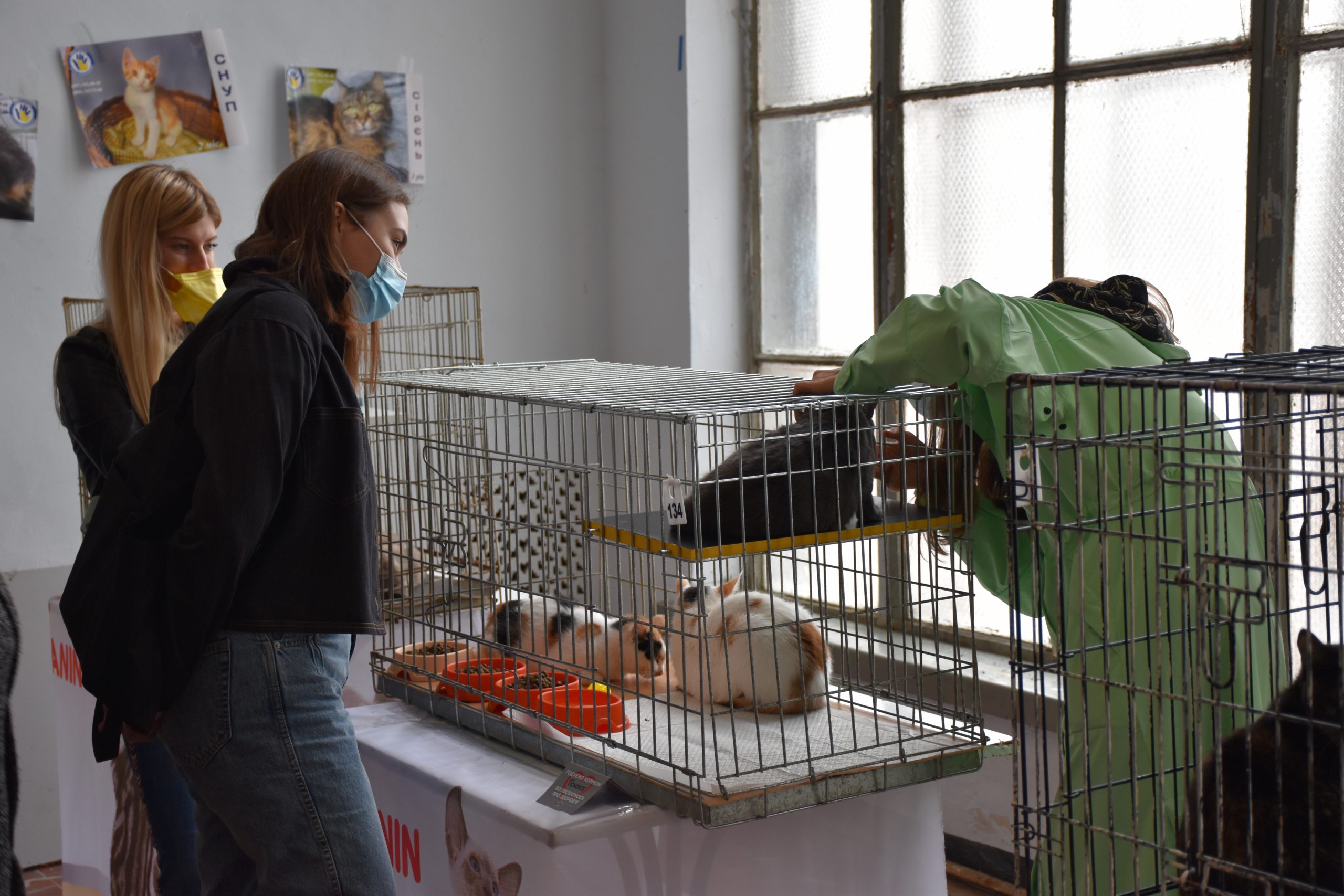 В Киеве проходит выставка беспризорных котов