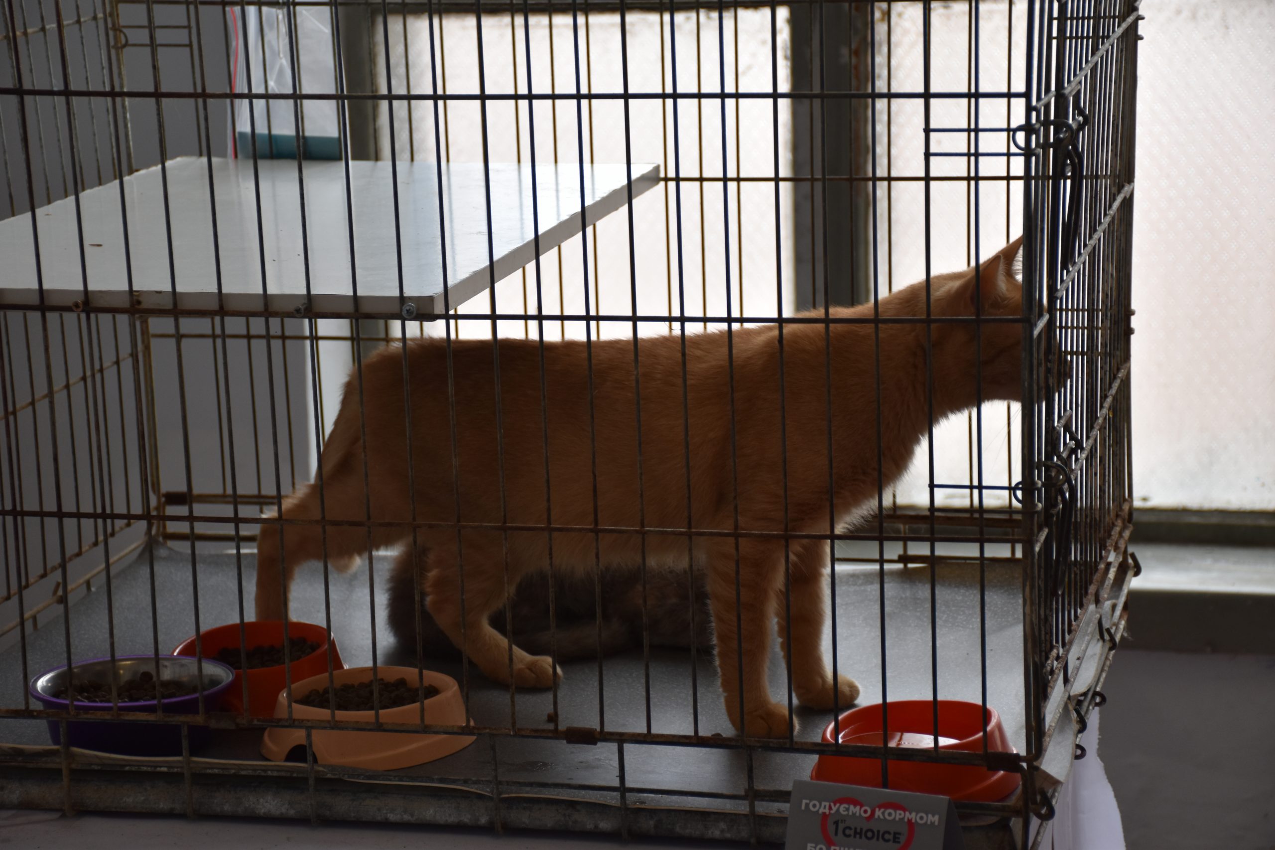 В Киеве проходит выставка беспризорных котов