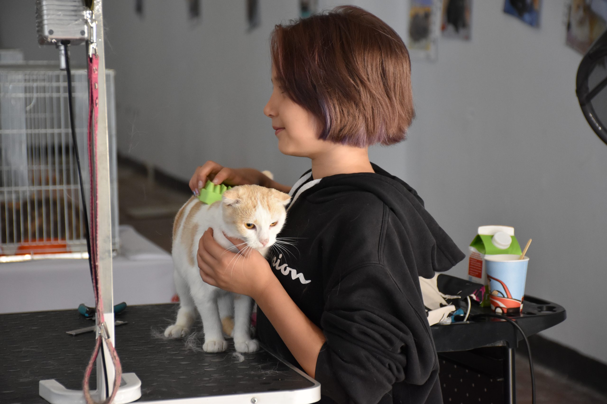 В Киеве проходит выставка беспризорных котов