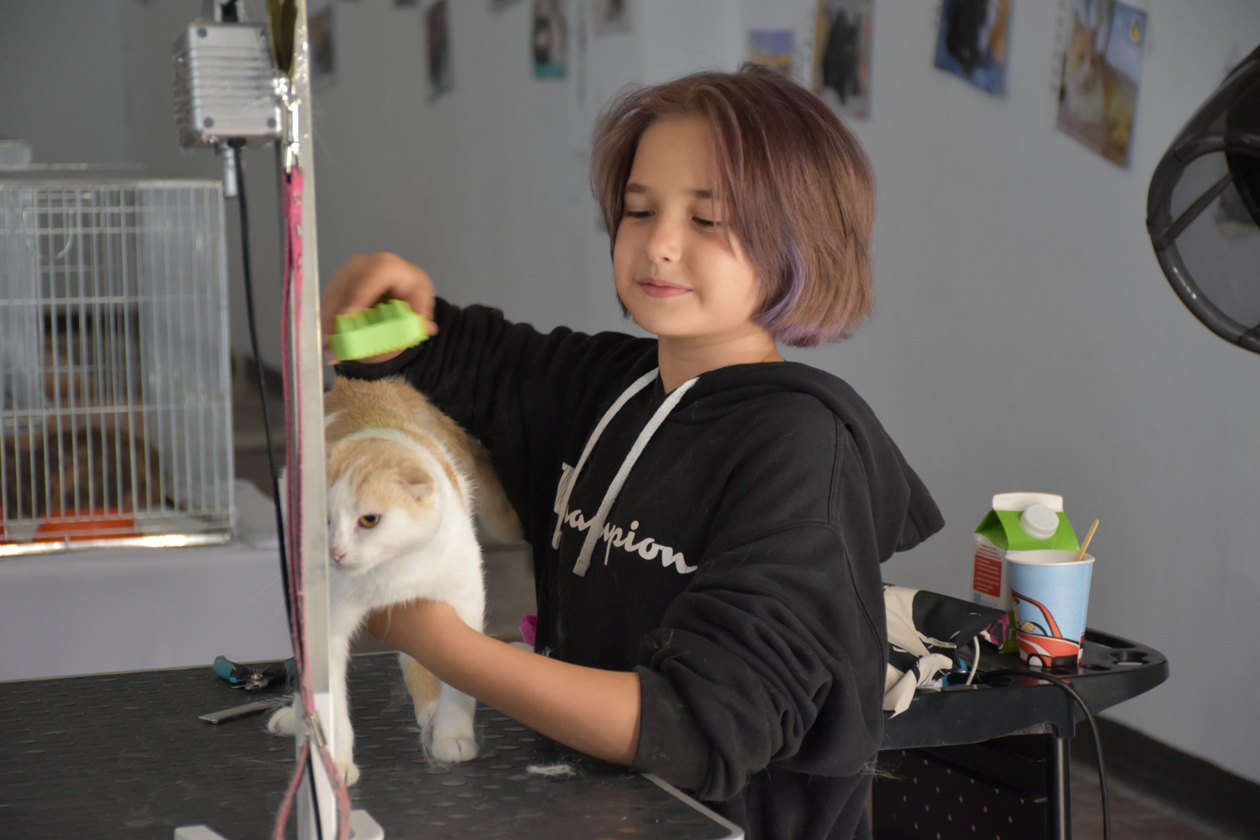 В Киеве проходит выставка беспризорных котов