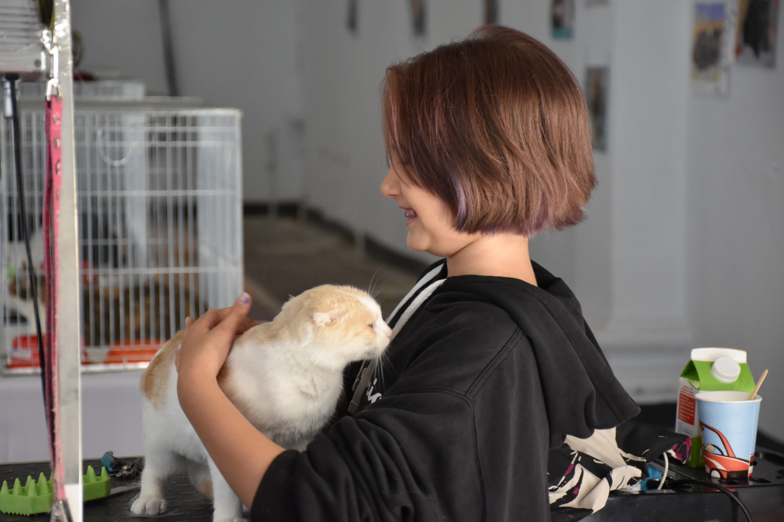 В Киеве проходит выставка беспризорных котов