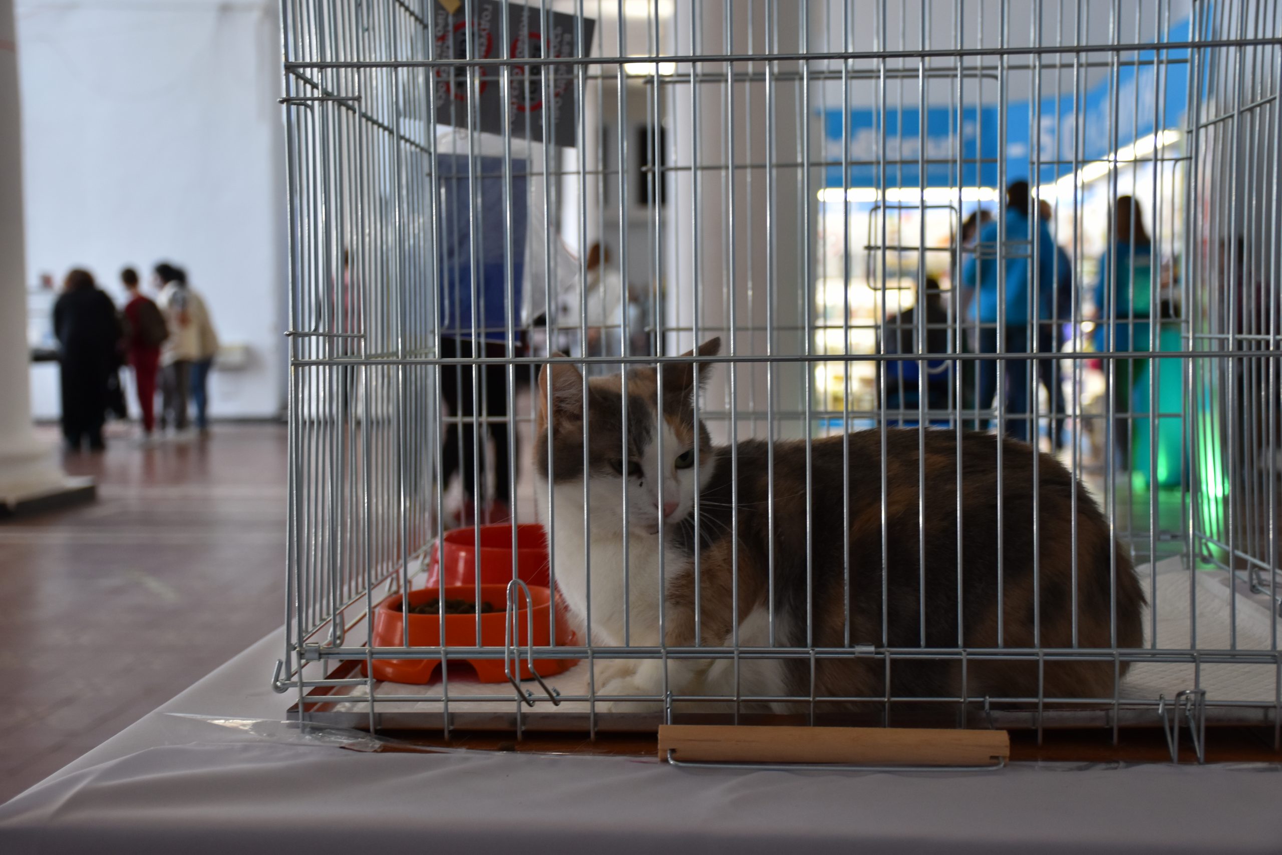 В Киеве проходит выставка беспризорных котов