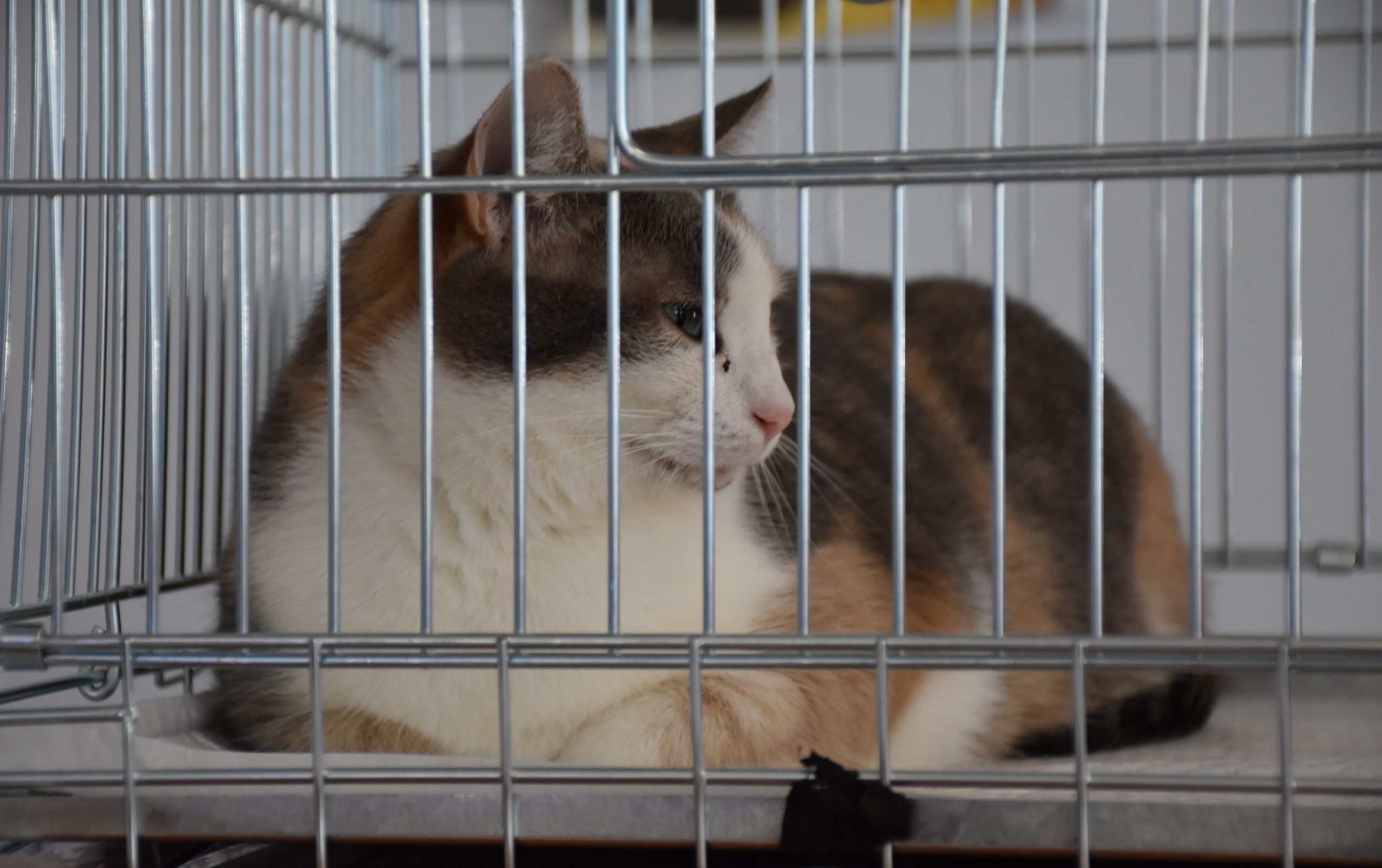 В Киеве проходит выставка беспризорных котов