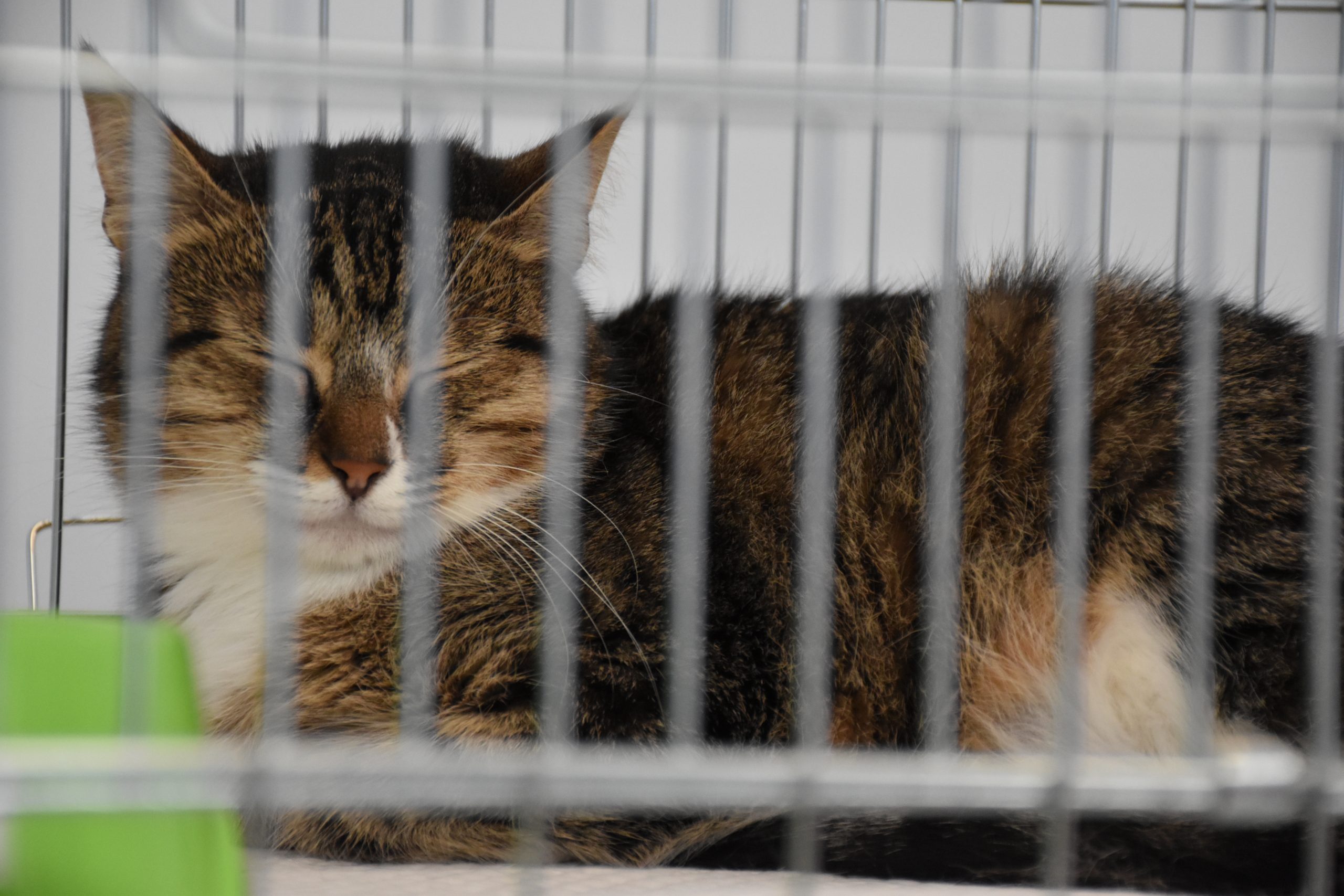 В Киеве проходит выставка беспризорных котов