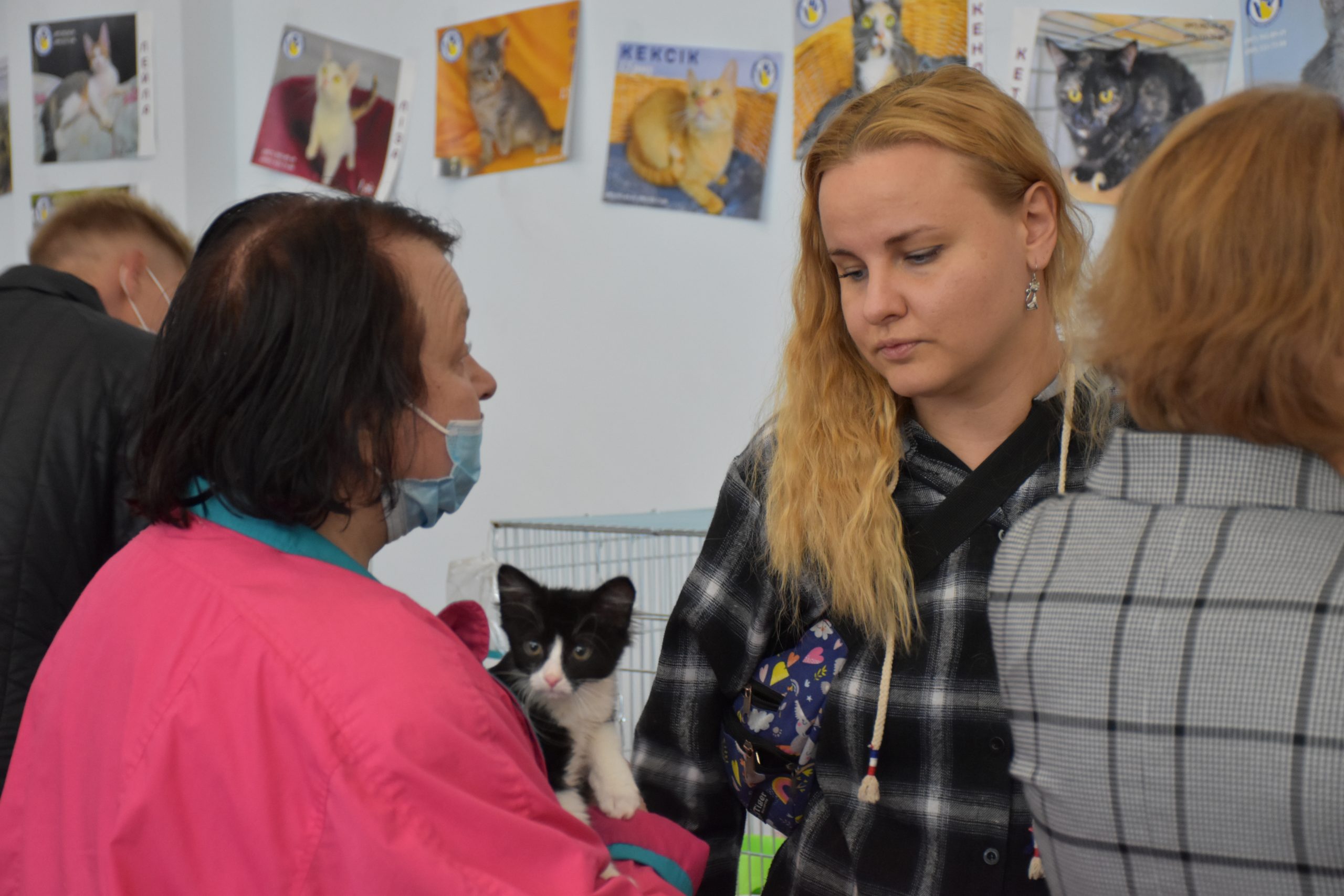 В Киеве проходит выставка беспризорных котов