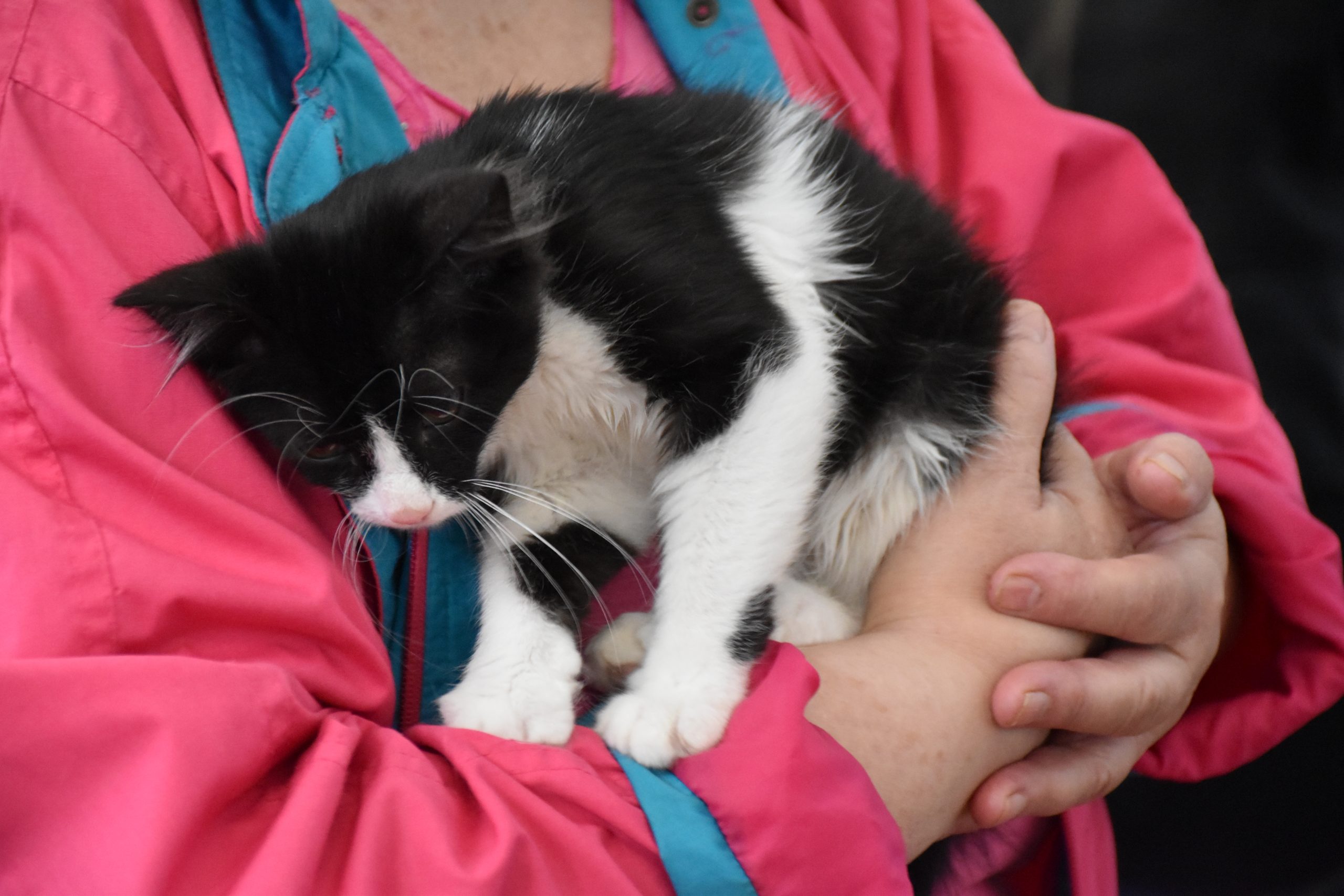 В Киеве проходит выставка беспризорных котов