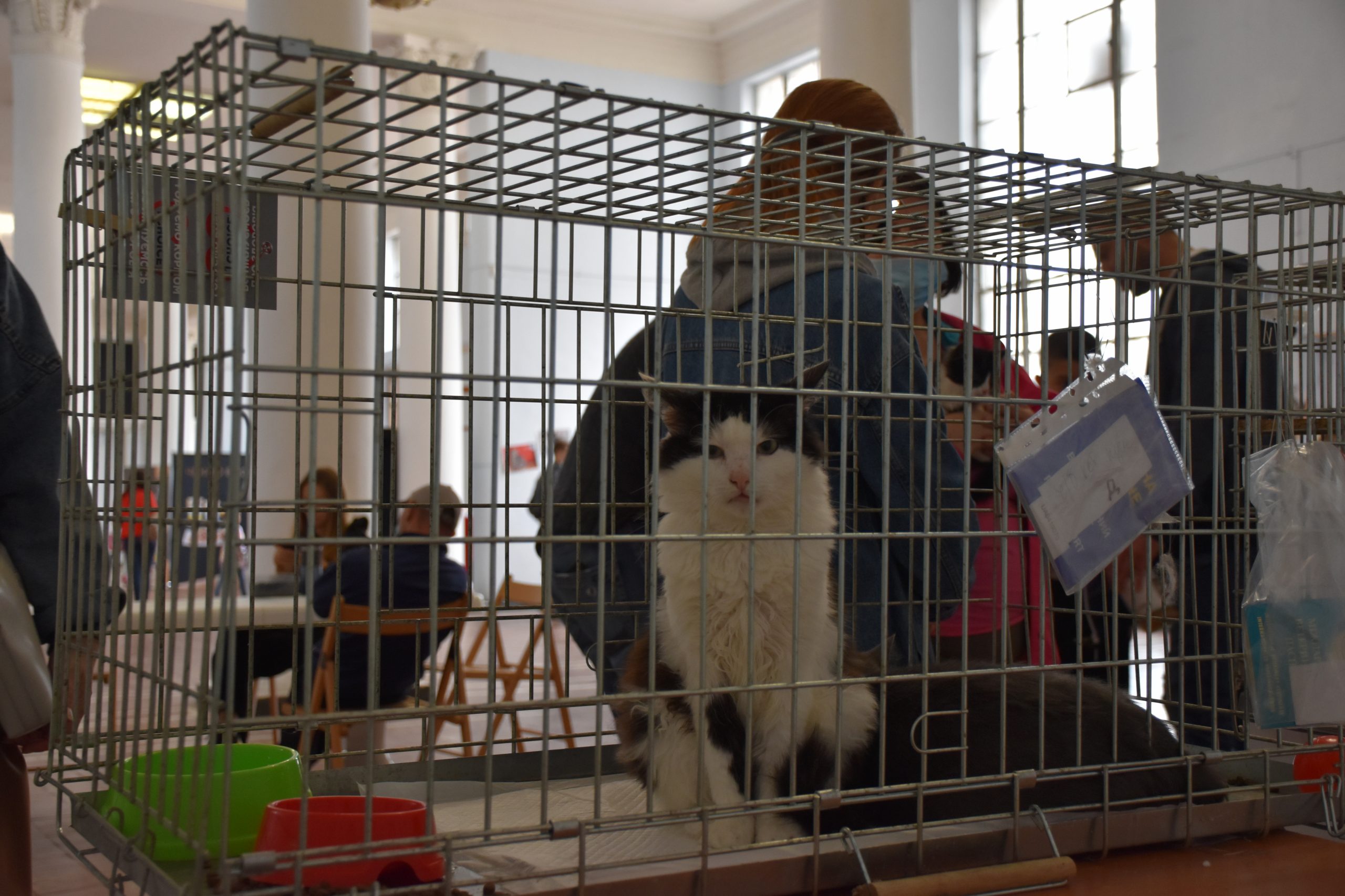 В Киеве проходит выставка беспризорных котов