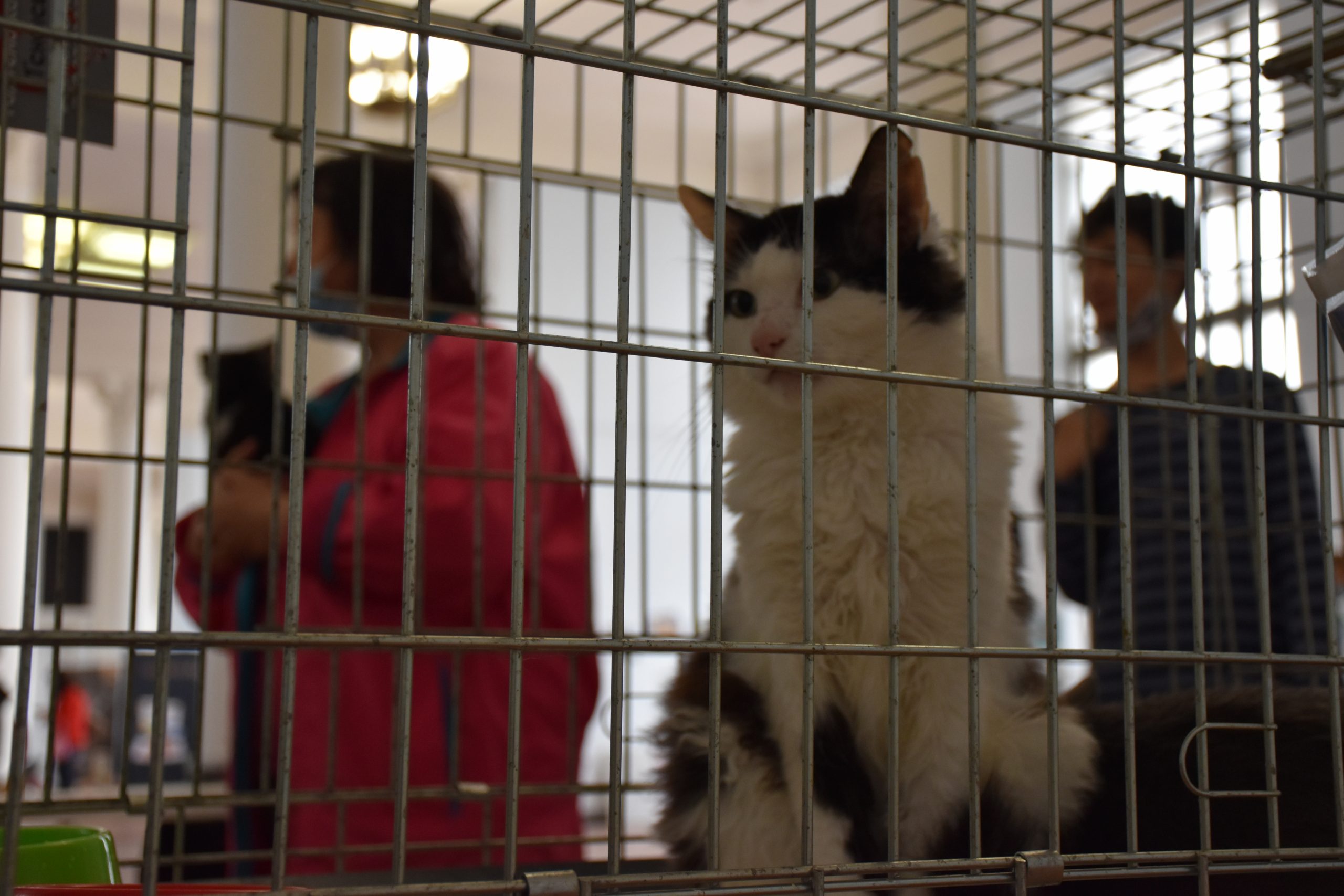 В Киеве проходит выставка беспризорных котов