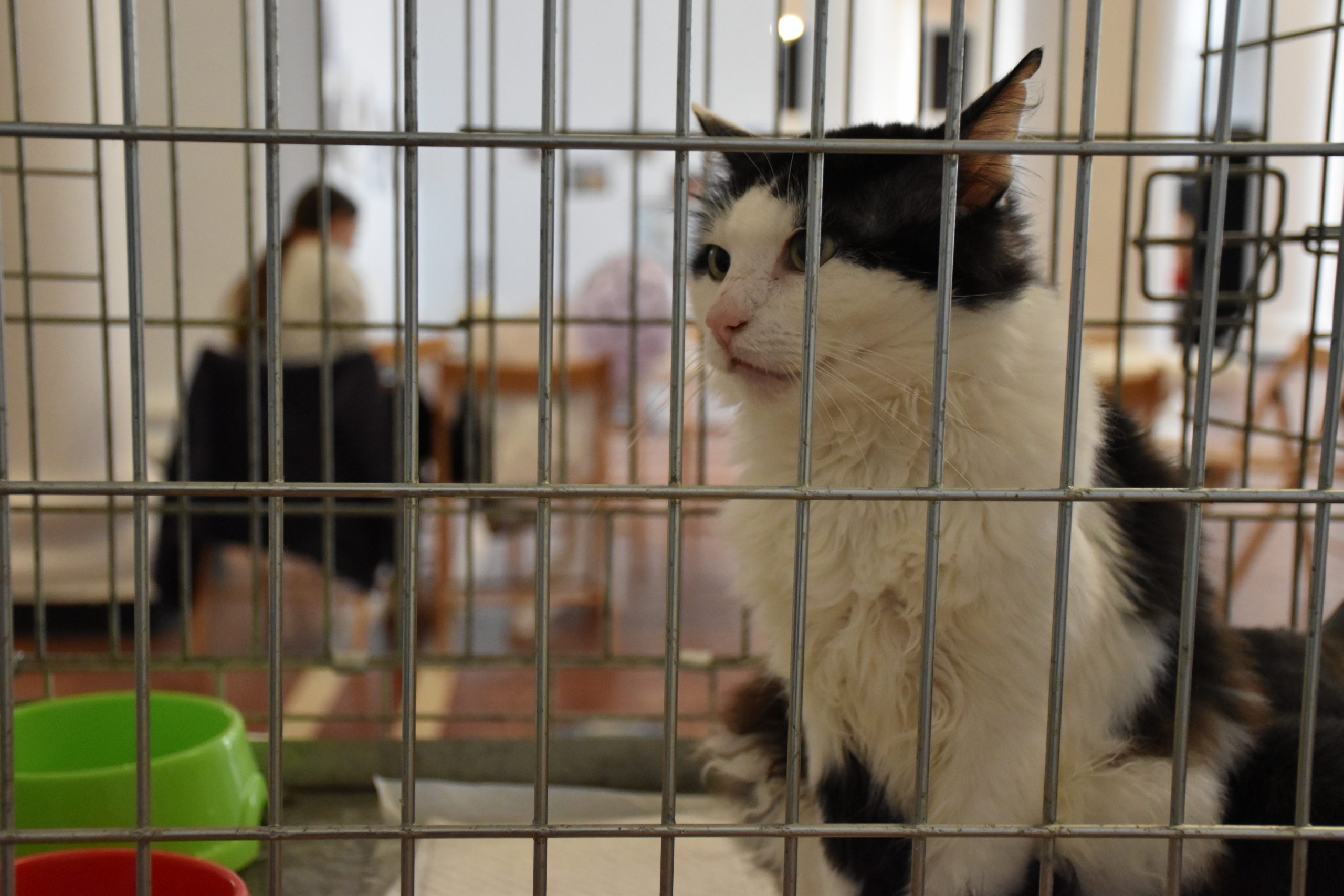 В Киеве проходит выставка беспризорных котов