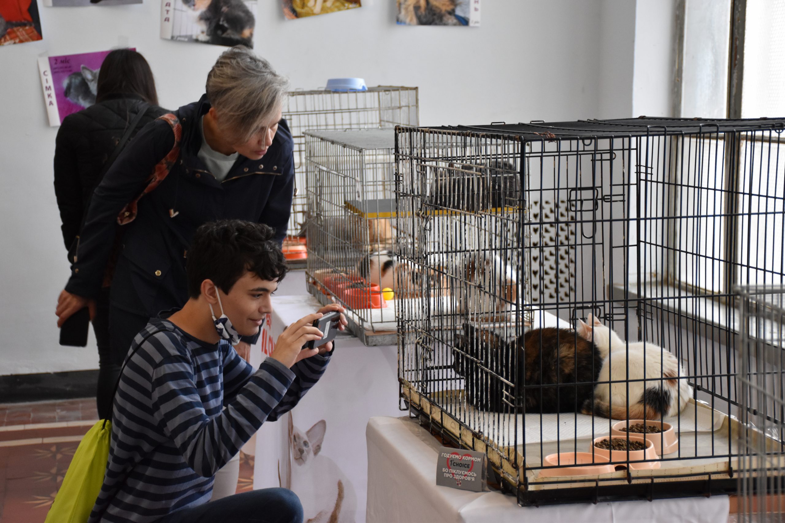 В Киеве проходит выставка беспризорных котов