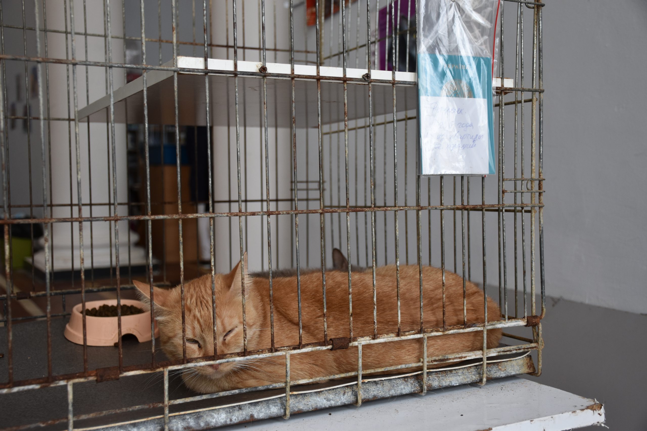 В Киеве проходит выставка беспризорных котов